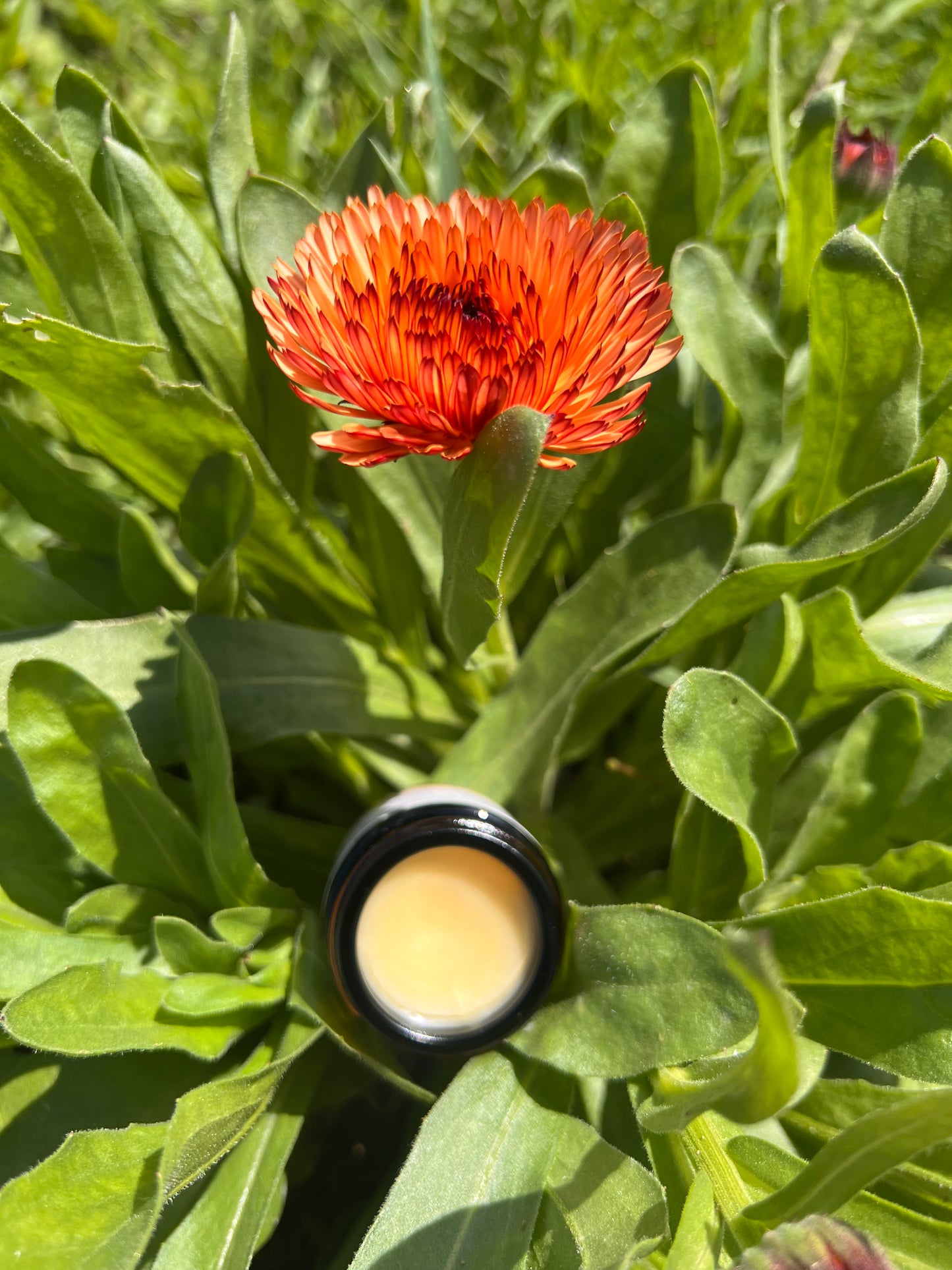 Lip Balm - Essential Oil Free