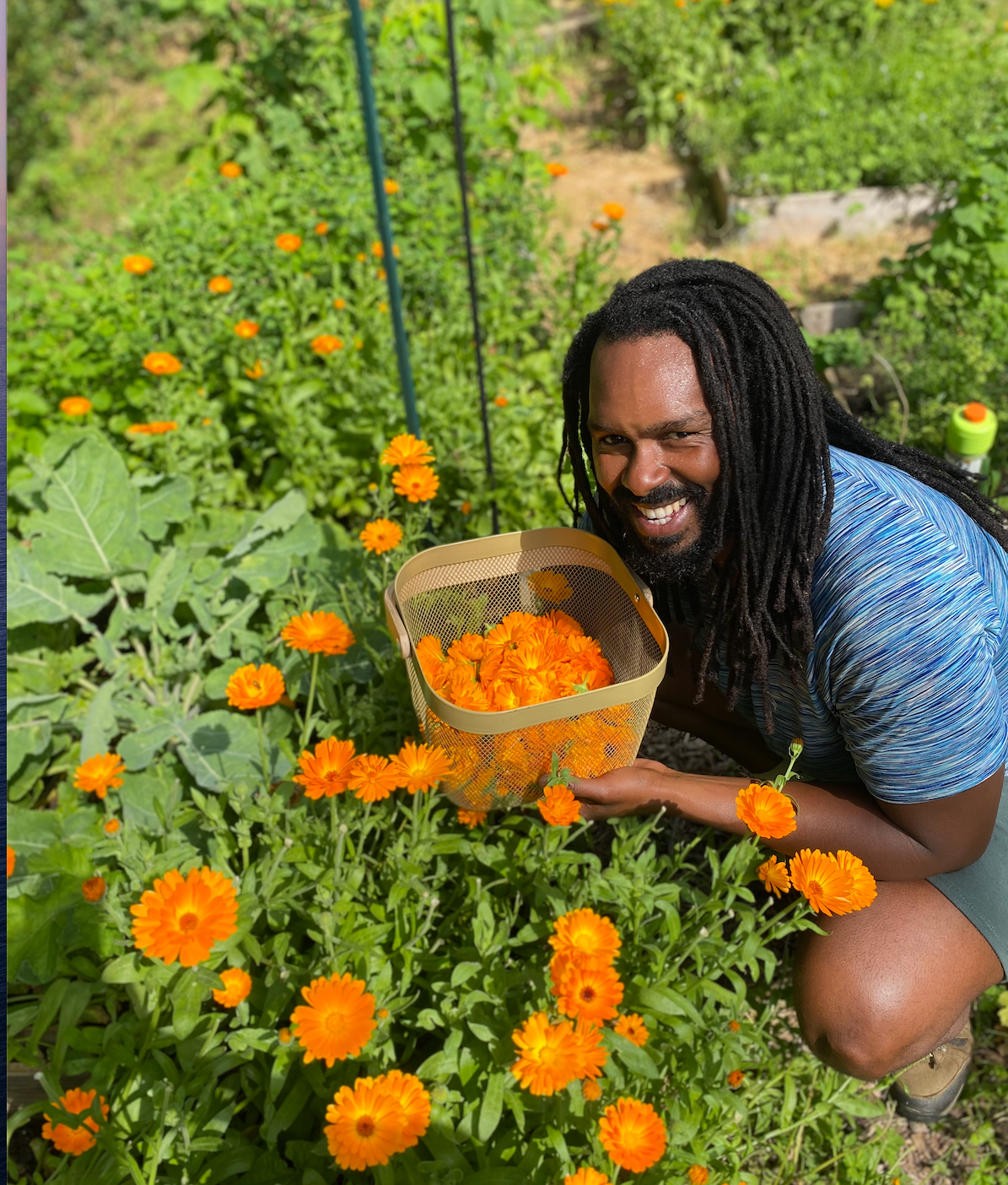 Person holding a basket of calendula flowers in a garden earths farm skincare