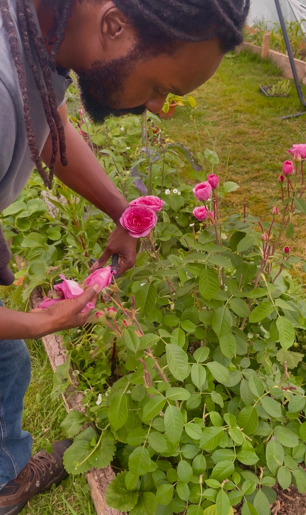 Person tending to pink roses in a garden