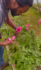 Person tending to pink roses in a garden
